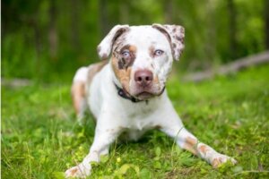 Dürfen Hunde Mangos fressen?