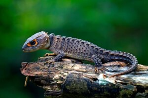 20 Exotische Tiere, die wie Drachen aussehen