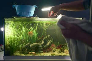 Wie beleuchtet man ein Aquarium?