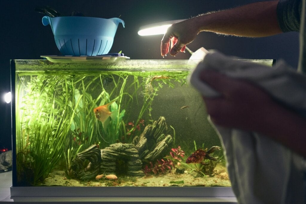 Wie beleuchtet man ein Aquarium?