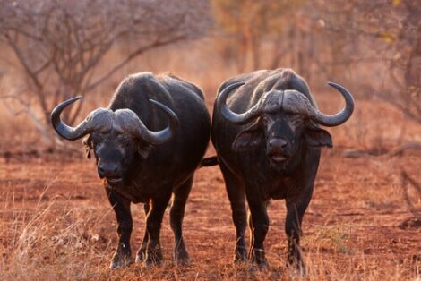 Merkmale und Arten von Büffeln: Schönheit und Kraft in einem