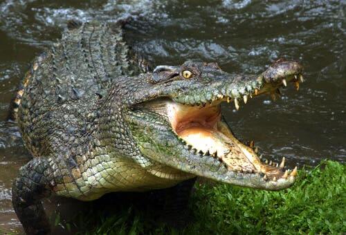 Sind Krokodile wirklich alle gefährlich?