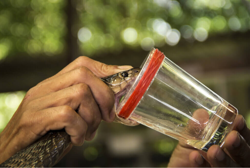 Die Macht der Tiergifte in Medikamenten