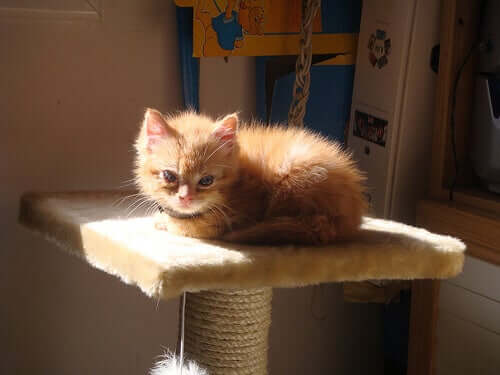 Katzenkratzbäume und anderes Zubehör