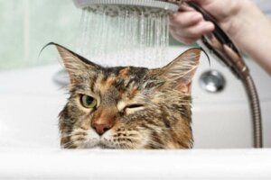 Hassen Katzen Wasser?