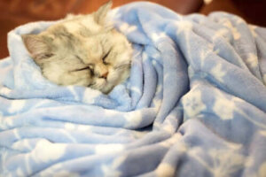 Halten Katzen im Winter eine Art Winterschlaf?