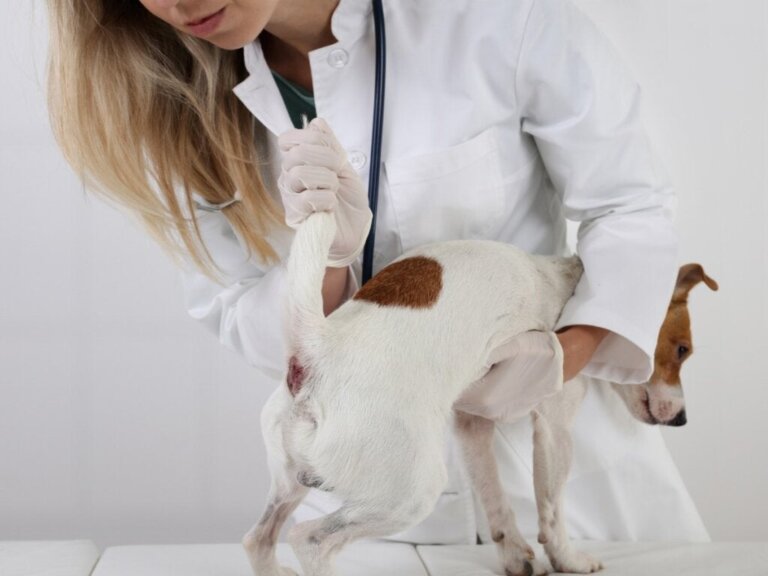 Perianaltumore bei Hunden: Symptome und Behandlung