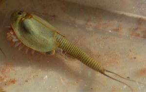 Wie pflegt man Urzeitkrebse (Triops)?