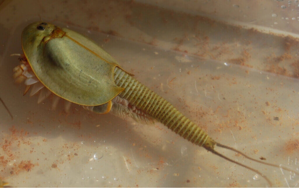 Wie pflegt man Urzeitkrebse (Triops)?