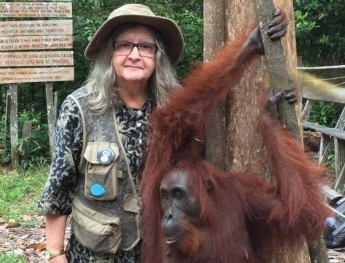 Lerne Biruté Galdikas kennen