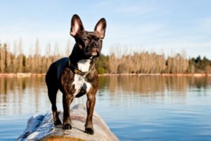 Der Frenchton: Alles über diese Rasse