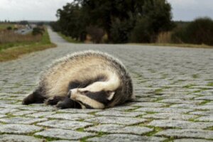 Ökologische Fallen: Warum sind sie ein Problem für Tiere?