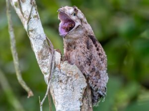 Lerne den Potoo kennen, seltsam und faszinierend zugleich!