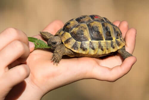 3 Häufige Gesundheitsprobleme bei Hausschildkröten