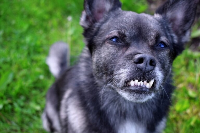 Zahnfehlstellungen bei Hunden: Ursachen, Folgen und Behandlungen