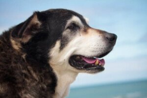 Was sind die häufigsten Erkrankungen bei älteren Hunden?