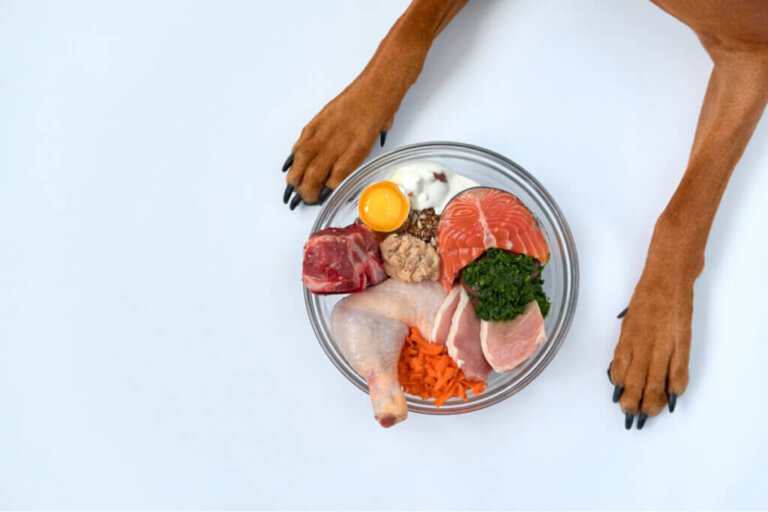 Warum hat Vitamin D einen Einfluss auf die Gesundheit von Haustieren?
