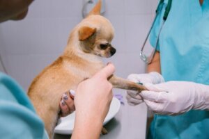 Was sind knorpelschützende Nahrungsergänzungsmittel für Hunde?