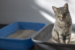Megakolon bei Katzen: Symptome, Ursachen und Behandlung