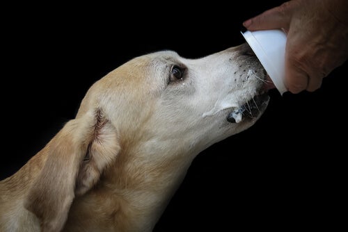 Ist es ratsam, einem Hund Joghurt zu geben?