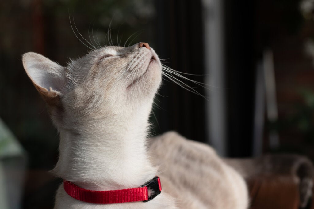 Kuriositäten über den Geruchssinn von Katzen