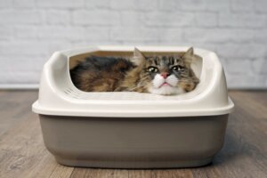 Warum vergraben Katzen ihre Exkremente?