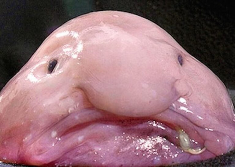 Der Blobfisch: Der hässlichste Fisch der Welt