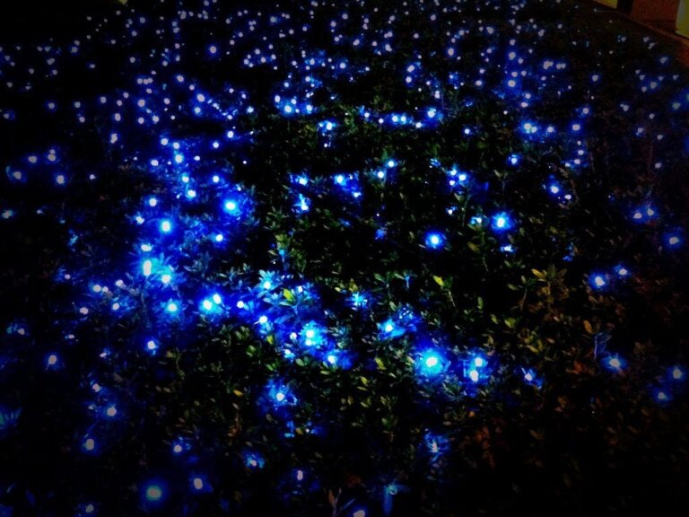Phausis Reticulata, das "Blue Ghost"-Glühwürmchen