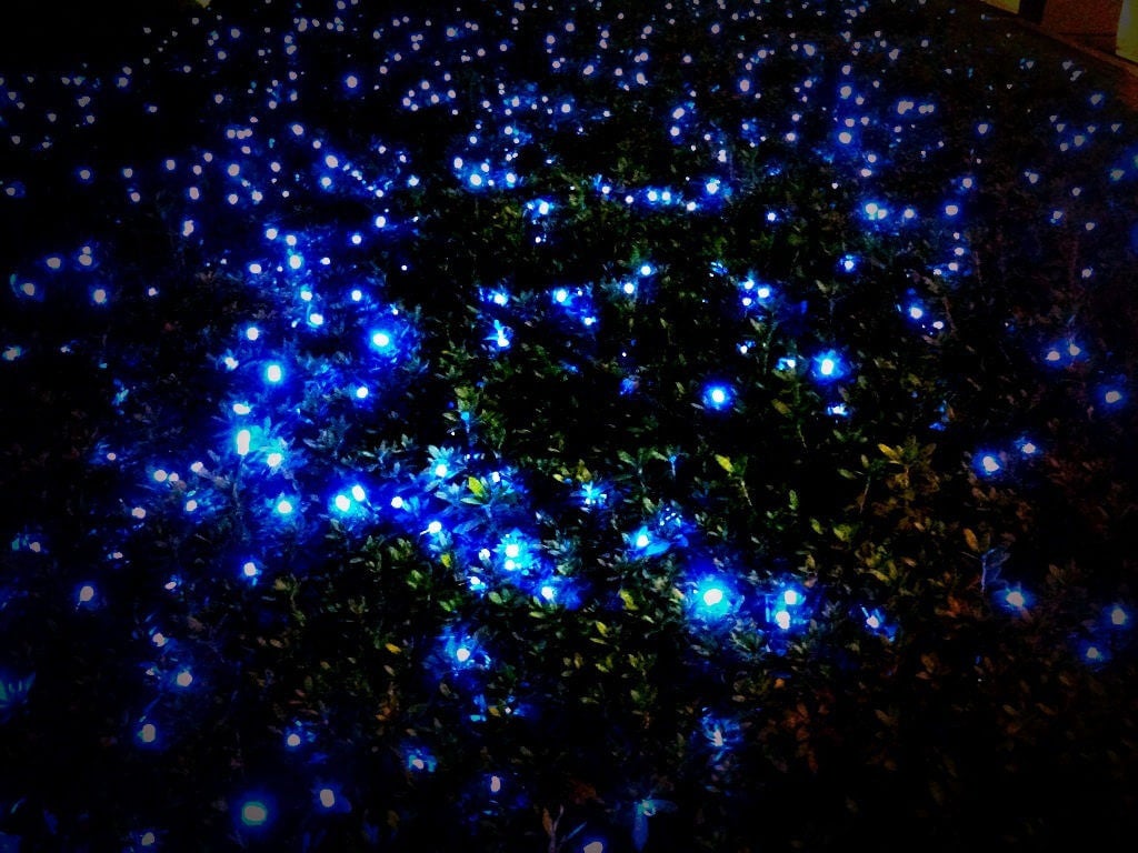 Phausis Reticulata, das “Blue Ghost”-Glühwürmchen