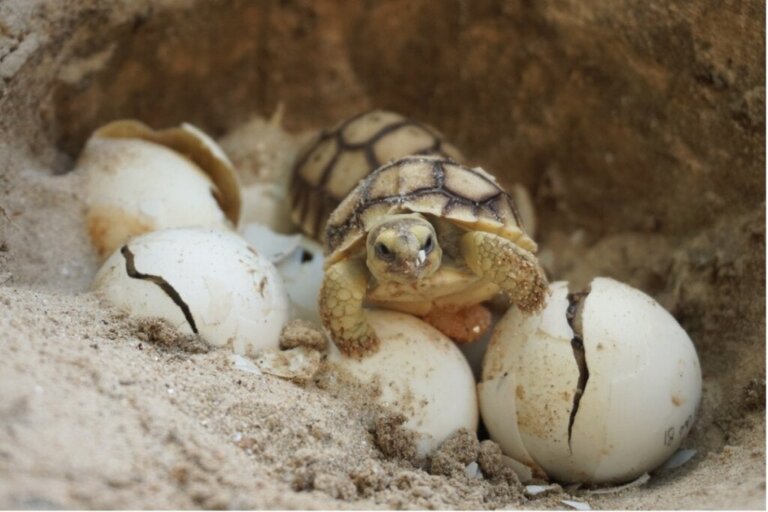 Wie wird das Geschlecht von Schildkröten durch die Temperatur bestimmt?