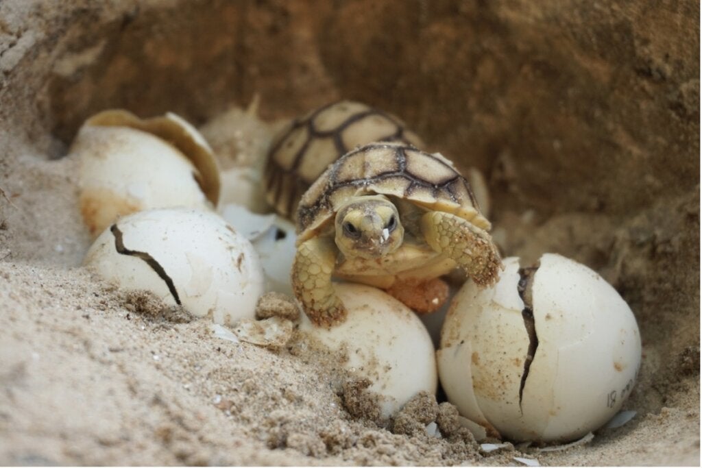 Wie Lange Dauert Es Bis Schildkröten Schlüpfen