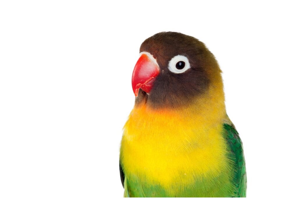 11 interessante Fakten über Unzertrennliche