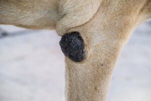 5 Tipps zur Behandlung von Ellbogenschwielen bei Hunden