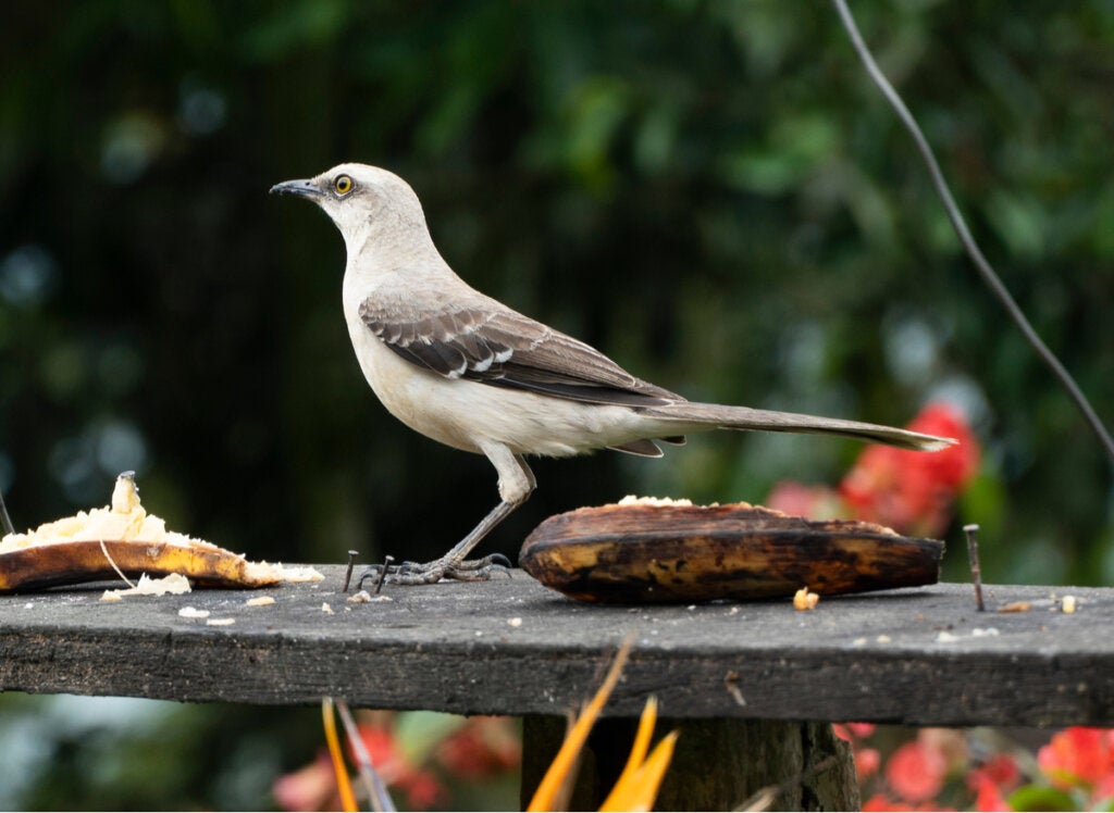 Das wunderbare Lied der Spottdrossel