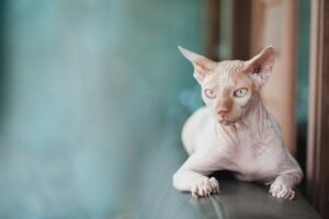 Haben Sphynx-Katzen Haare?