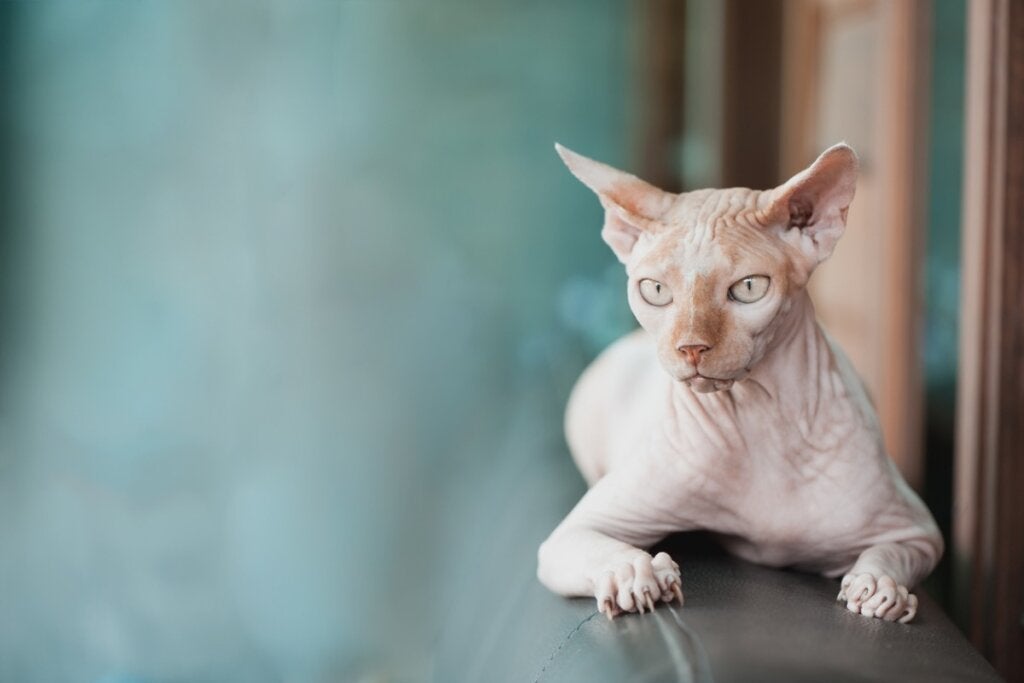 Haben Sphynx-Katzen Haare?