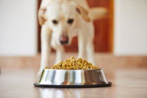 Gesund zunehmen: So bringst du deinen Hund auf Normalgewicht