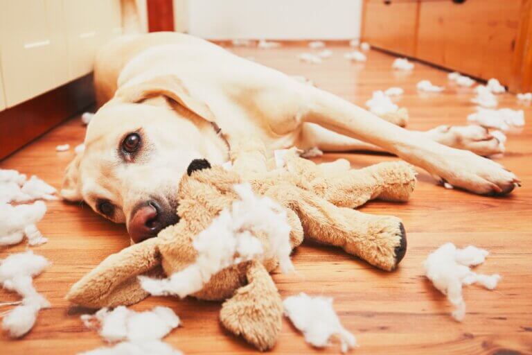 Dein Hund zerstört alles? Daran kann es liegen