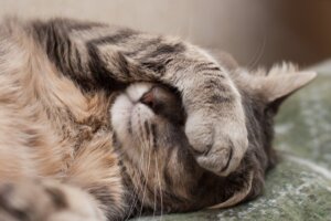 Umweltschadstoffe und Hauskatzen