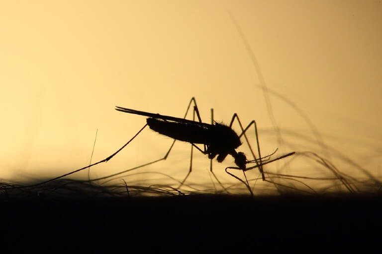 Warum bevorzugen Mücken manche Menschen?