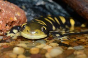 9 Kuriositäten über Salamander und Molche