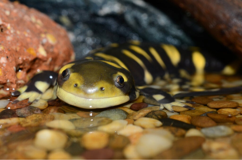 9 Kuriositäten über Salamander und Molche