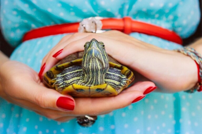 Wie man die Krallen einer Schildkröte schneidet