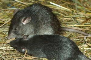 Invasive Ratten und ihr Einfluss auf Rifffische
