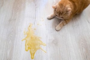 Erbricht sich deine Katze nach dem Fressen?