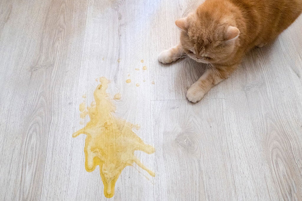 Erbricht sich deine Katze nach dem Fressen?