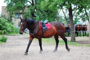 Bodenarbeit mit Pferd