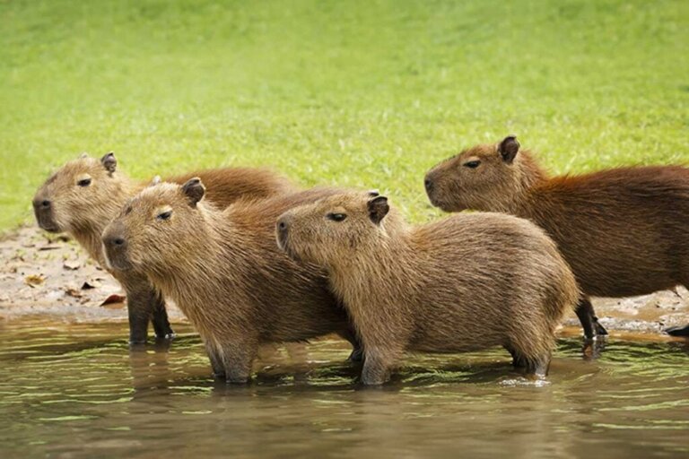 Capybara-Zucht in Gefangenschaft