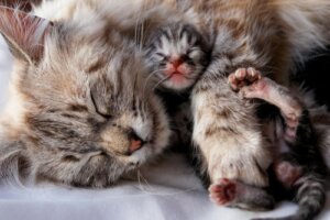 Wann sollte ein Kätzchen von seiner Mutter getrennt werden?