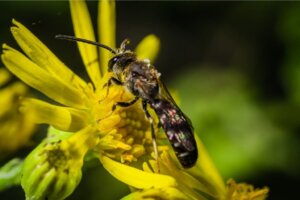 5 Kuriositäten über die Riesenhonigbiene
